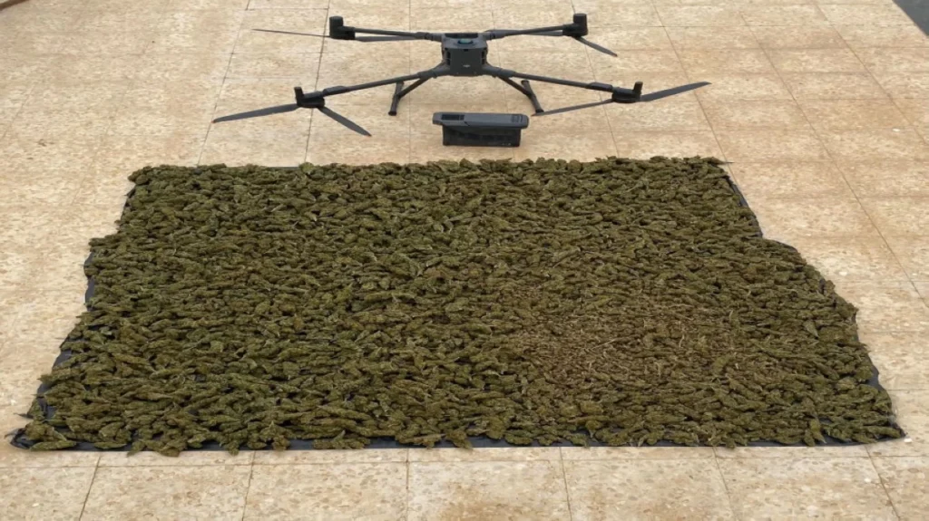 754202 - عروبة الاخباري | Oroba News Quadcopter drone hovering over a large pile of cannabis buds spread on a tarp-surface.