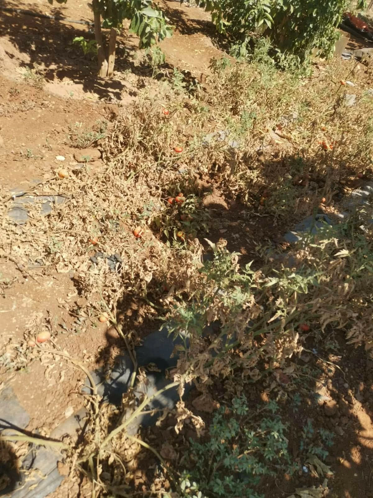 Dry, withered tomato plants in a sunny garden, small red tomatoes scattered on the soil and ground cover.