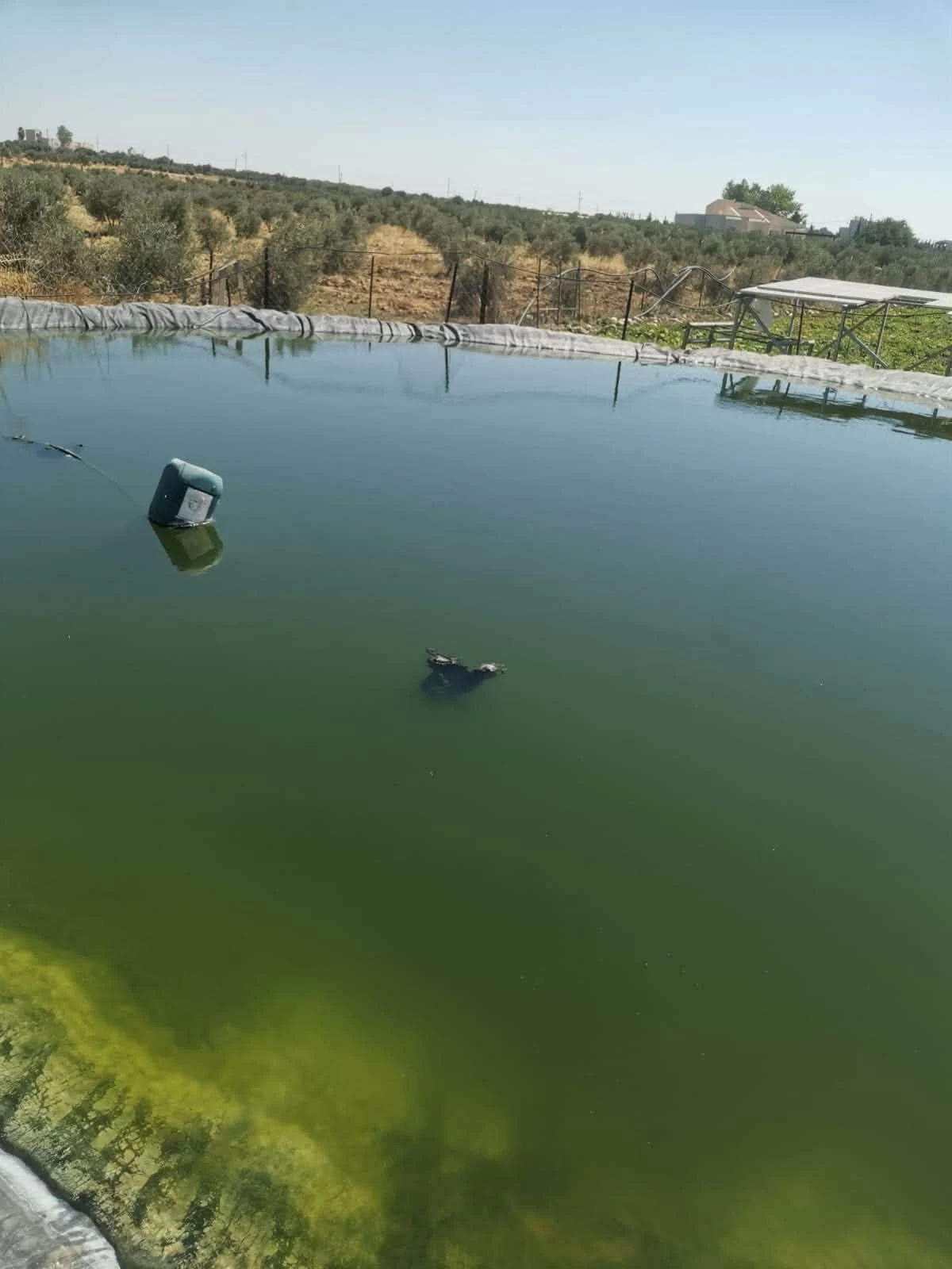 Aquaculture pond with a blue-green surface, a floating barrier, and a buoy in a rural setting.